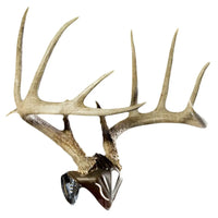 Skull Hooker Euro Cap Mount Trophy Mount