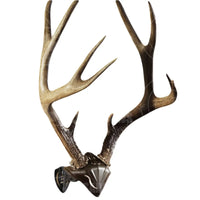 Skull Hooker Euro Cap Mount Trophy Mount