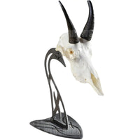 Skull Hooker Euro Table Mount Trophy Mount