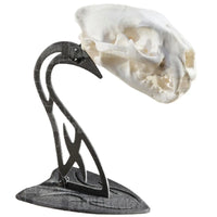 Skull Hooker Euro Table Mount Trophy Mount
