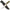 Mountain Hunter Fixed Blade Knife Knives Saws And Sharpeners