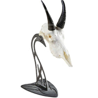 Skull Hooker Euro Table Mount Trophy Mount
