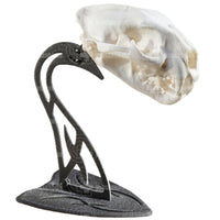 Skull Hooker Euro Table Mount Trophy Mount
